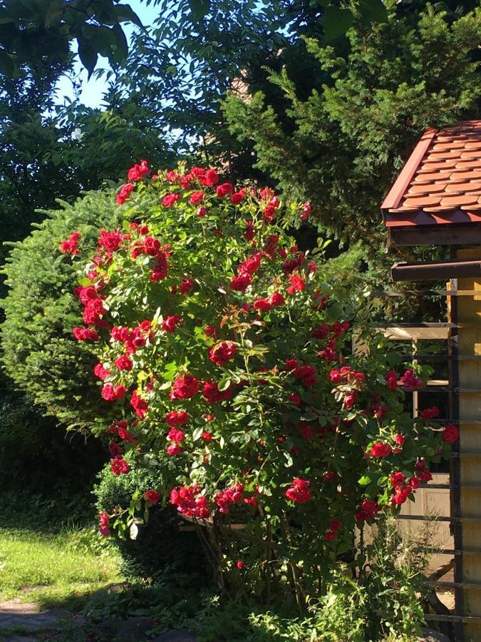 Willa Schmetterling Villa Duszniki Zdrój Buitenkant foto